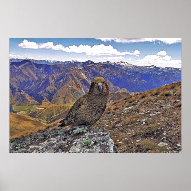 Poster Kea Kountry (Frente)