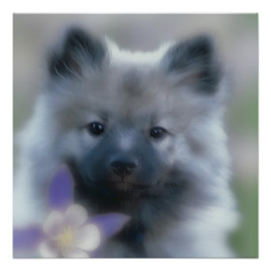 Póster Keeshond e Columbine - Fotografia de Cães