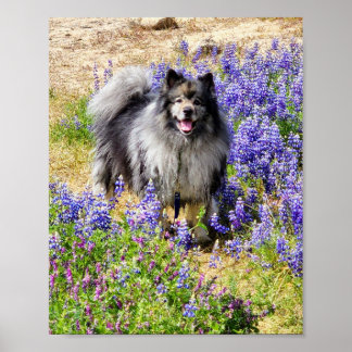 Poster Keeshond no Lupine Bloom