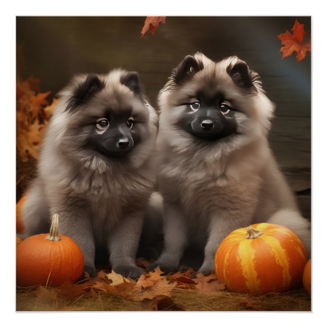 Póster Keeshond Puppy Autumn Delight Pumpkin (Frente)