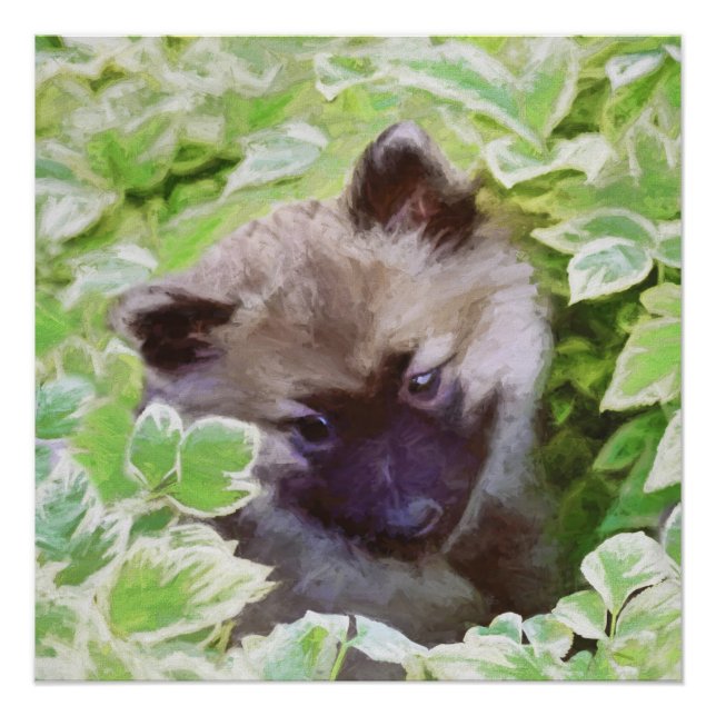 Póster Keeshond Puppy na Pintura Original (Frente)