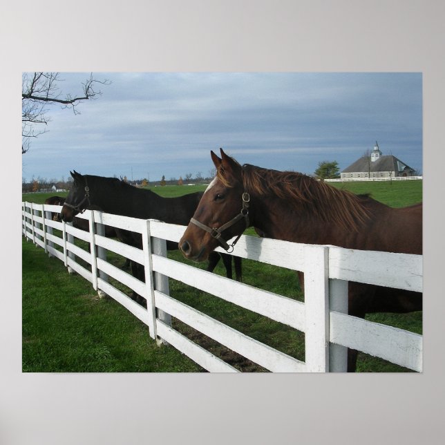 Poster Kentucky Bluegrass Country (Frente)