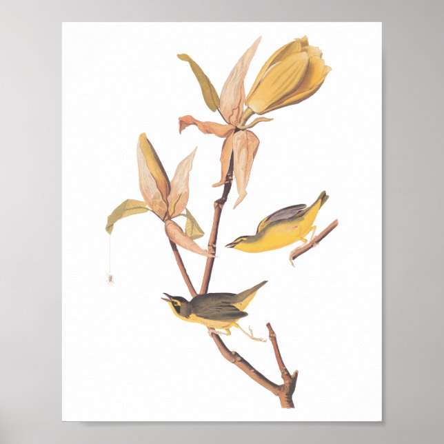 Poster Kentucky Warbler Audubon Birds e Magnolia Flower (Frente)