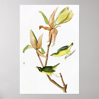 Póster Kentucky Warbler John James Audubon Birds América