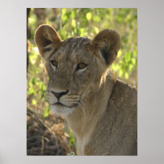 Póster KENYA Lioness Na Guarda