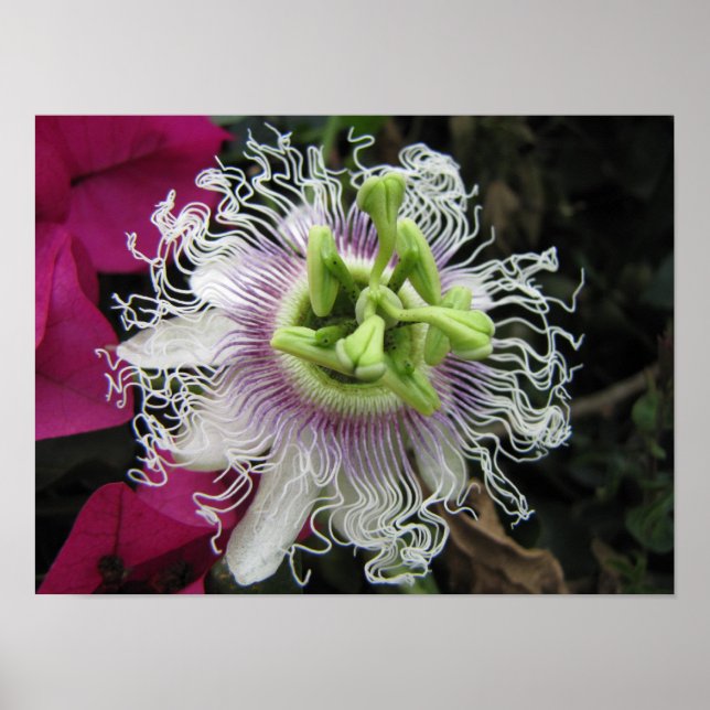Poster KENYA Macro Passion Flower (Frente)