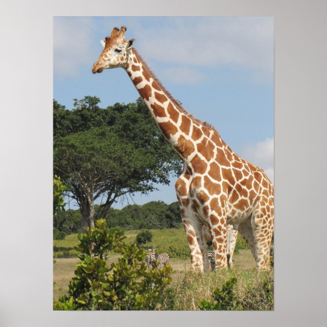 Póster KENYA Towering Giraffe (Frente)