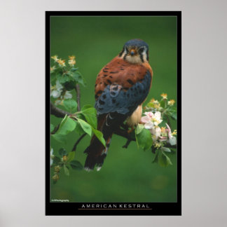 Poster Kestral Americano