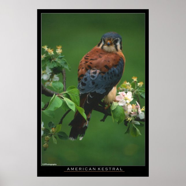 Poster Kestral Americano (Frente)