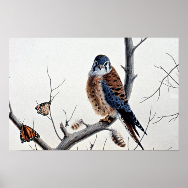 Poster Kestrel (Frente)