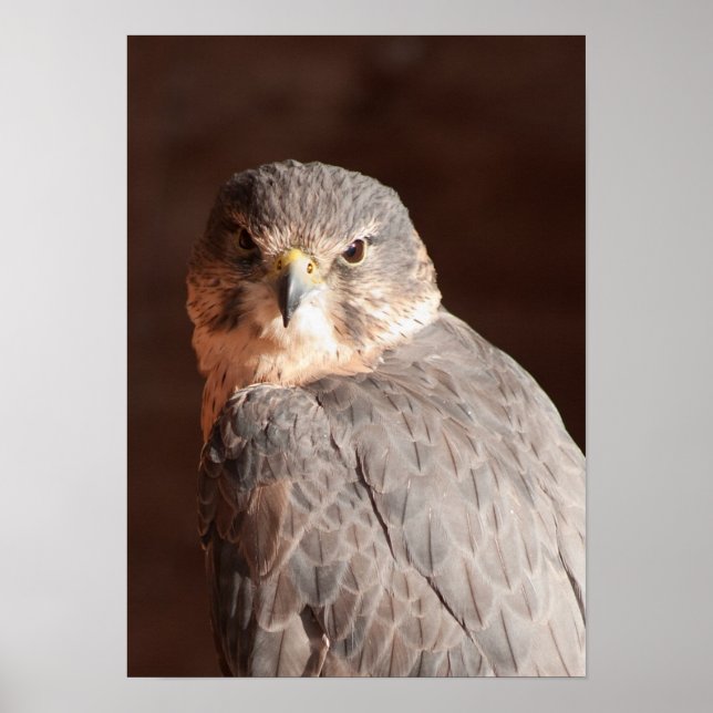 Poster Kestrel (Frente)