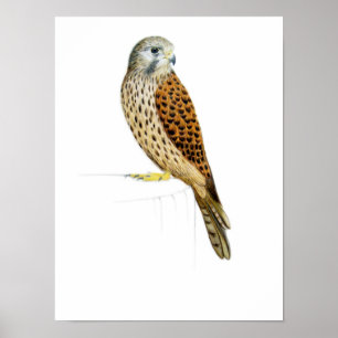 Póster Kestrel 2011