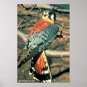 Poster Kestrel americano