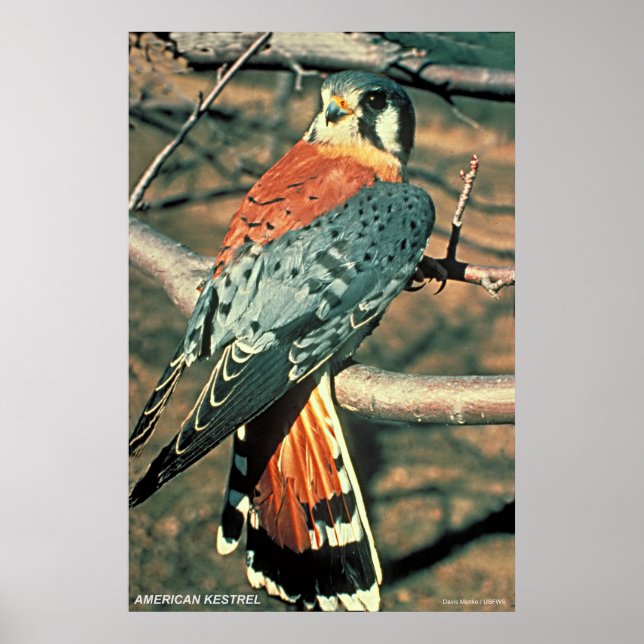 Poster Kestrel Americano (Frente)