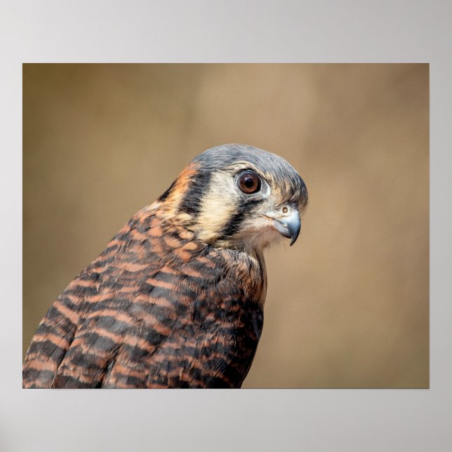 Poster Kestrel Americano 20x16 (Frente)