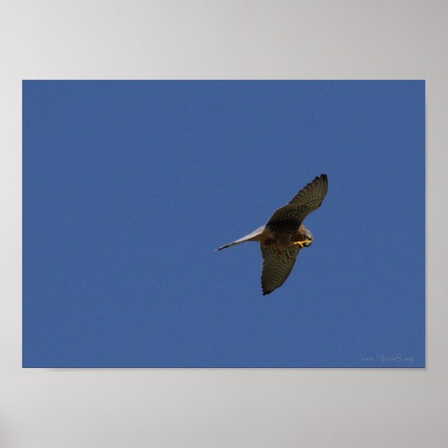 Póster Kestrel, Turmfalke, falco-nunculus (Frente)