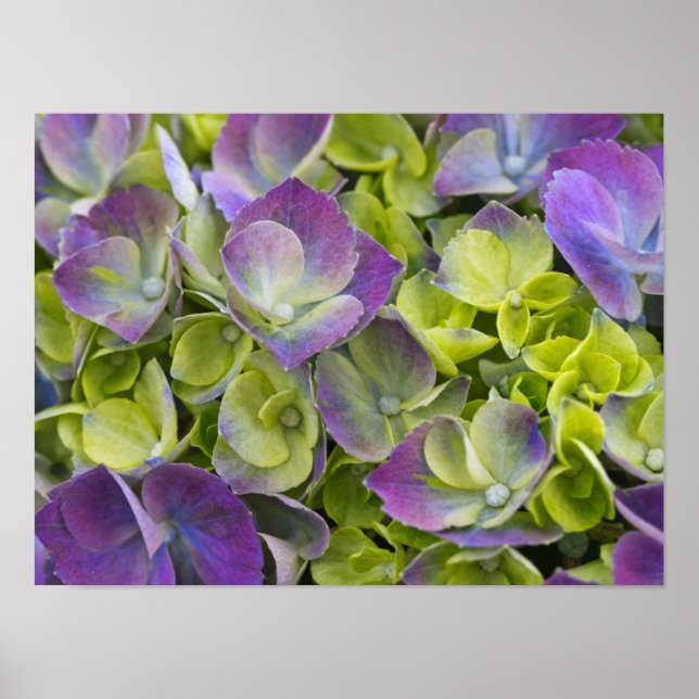 Póster Keukenhof Garden Hydrangea (Frente)