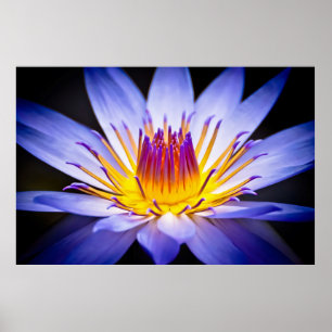 Póster Kew Gardens Waterlily, London