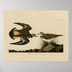 Poster Kildeer Plover (Killdeer) Aves de Audubon da Améri