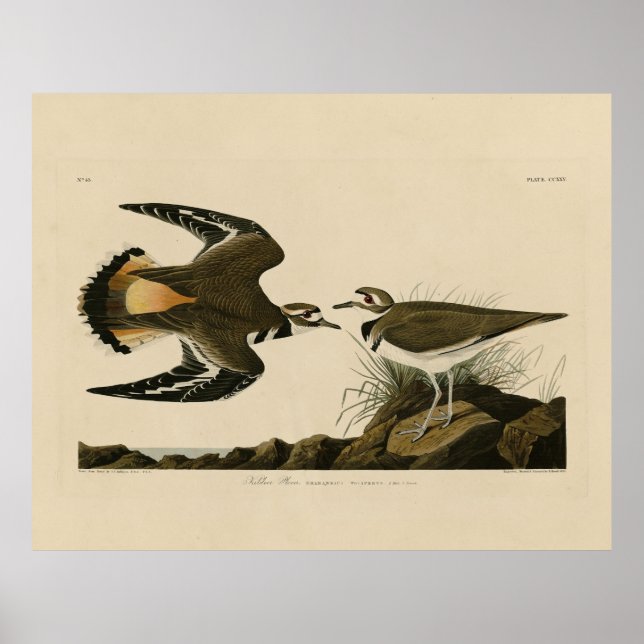 Poster Kildeer Plover (Killdeer) Aves de Audubon da Améri (Frente)