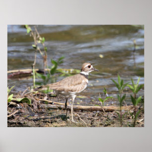 Poster Killdeer Bird