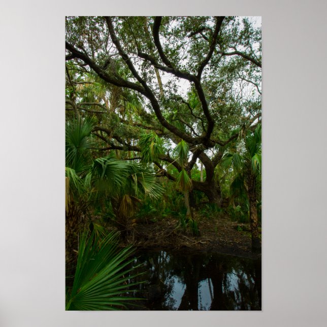 Poster Kilpatrick Hammock, Kissimmee Prairie, Reserva, FL (Frente)