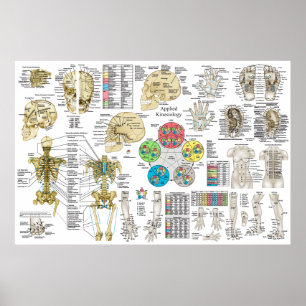 Poster Kinesiologia Aplicada Chiropractic Osteopath Poste