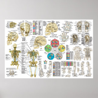 Poster Kinesiologia Aplicada Chiropractic Osteopath Poste