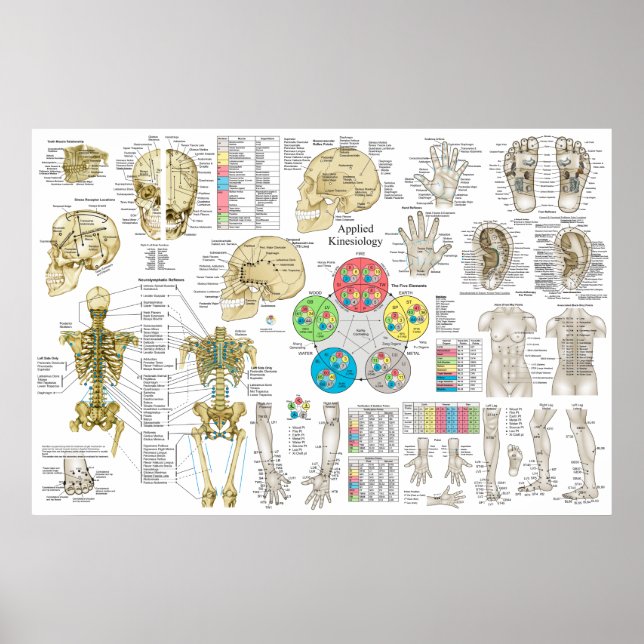 Poster Kinesiologia Aplicada Chiropractic Osteopath Poste (Frente)