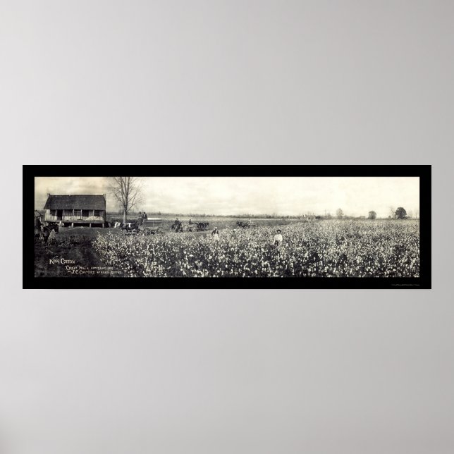 Póster King Cotton Picking Photo 1907 (Frente)