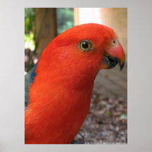 King Parrot - Série de Pássaros Nativos Australian