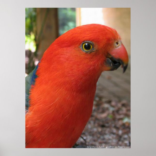 Poster King Parrot - Série de Pássaros Nativos Australian (Frente)