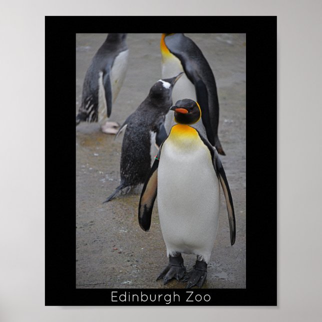 Poster King Penguin & Friends Edinburgh Zoo Scotland (Frente)