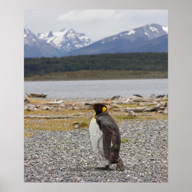 Póster King Penguin, Isla Martillo, Tierra Del Fuego (Frente)