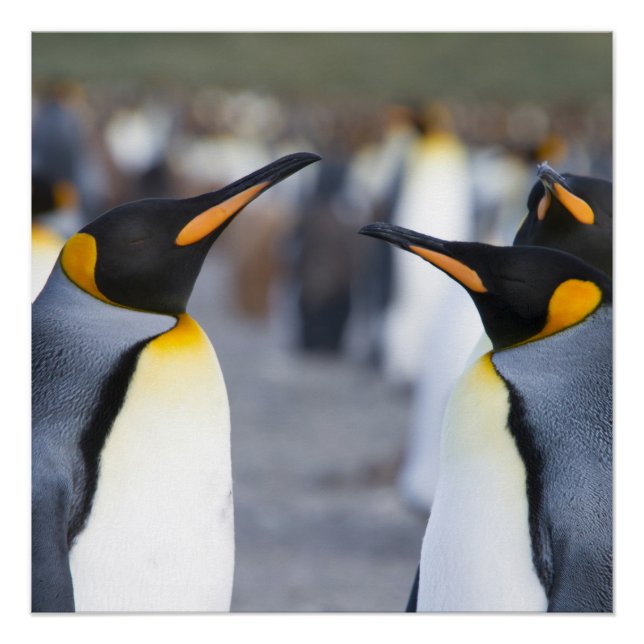 Póster King Penguins (Frente)