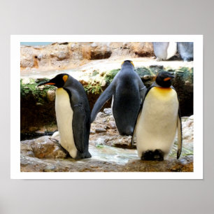 Poster King Penguins