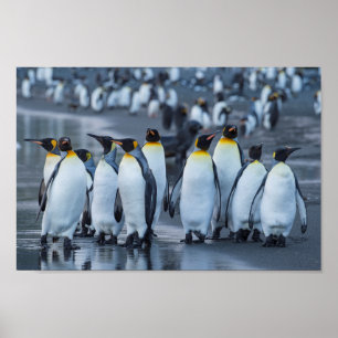 Poster King Penguins - Antártica