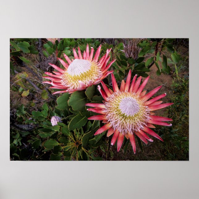 Poster King Protea (Protea Cynaroides), Helderberg (Frente)