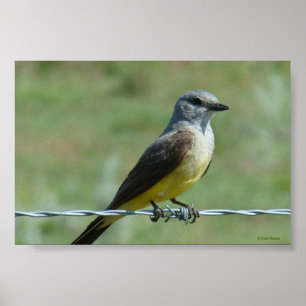 Poster Kingbird B31 ocidental