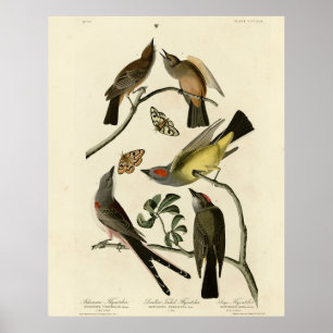 Poster Kingbird Ocidental, etc. - Aves da América de Audu