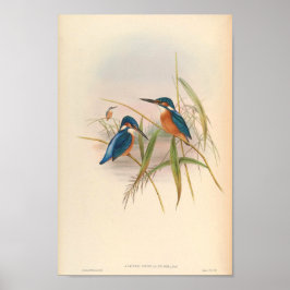 Poster Kingfisher Alcedo Bengalensis Vintage Bird da Ásia