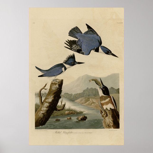 Poster Kingfisher Belado (Frente)