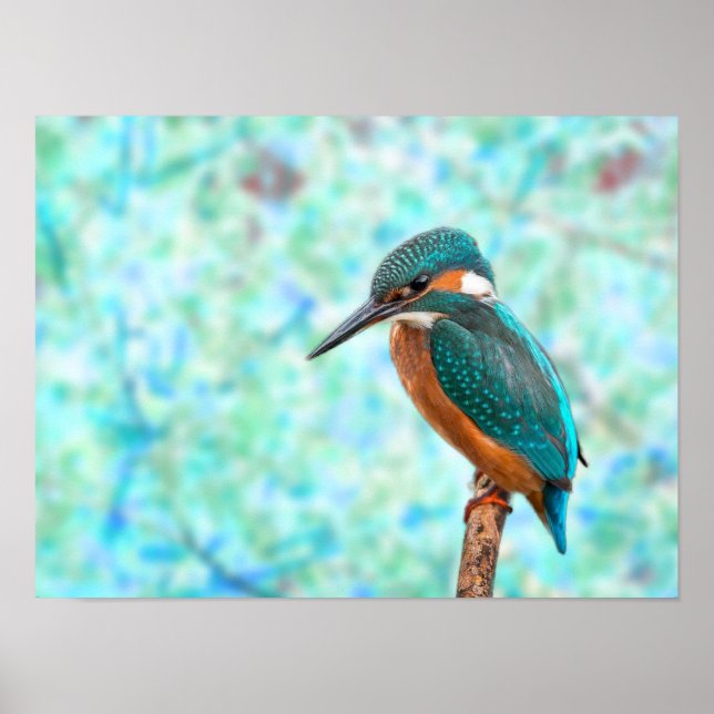 Poster Kingfisher Bird Abstrato (Frente)
