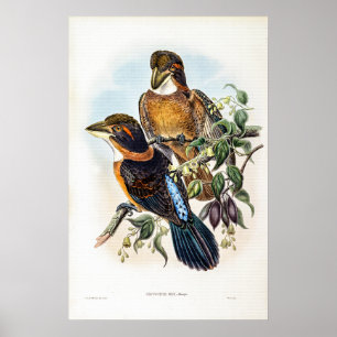 Poster Kingfisher de bico punhado por John Gould
