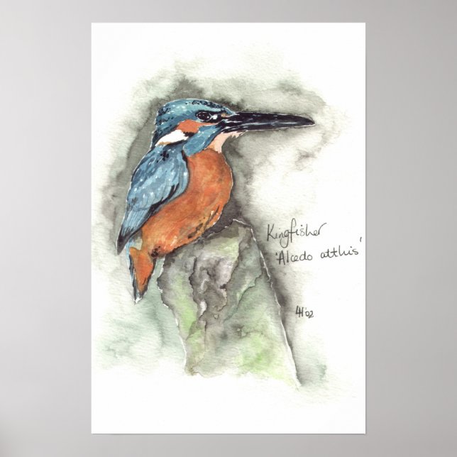 Póster Kingfisher em aquarela (Frente)