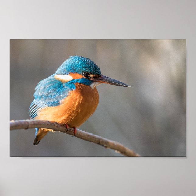 Poster Kingfisher Nature Photo (Frente)