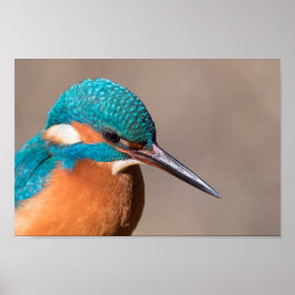 Poster Kingfisher Nature Photo
