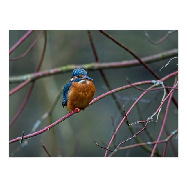 Póster Kingfisher sentado num galho (Frente)