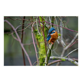 Póster Kingfisher sentou-se num pequeno galho