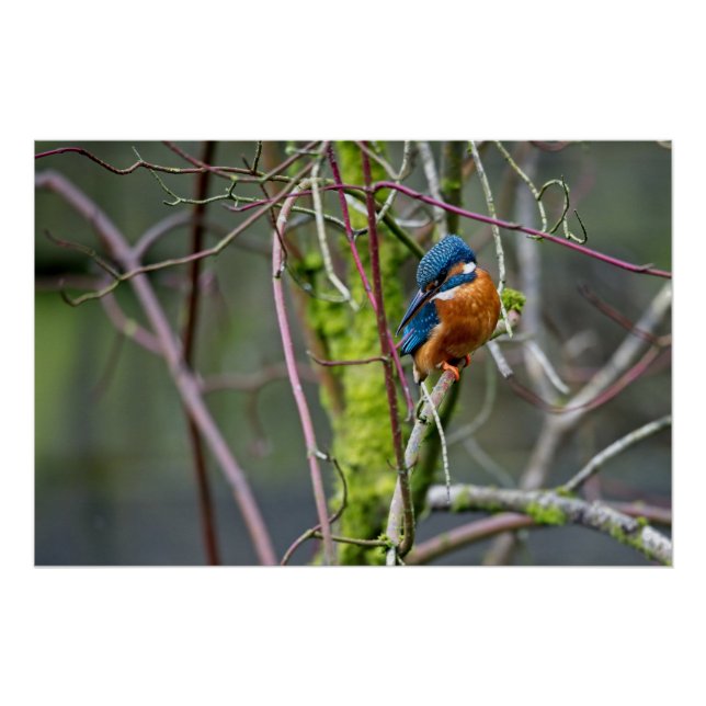 Póster Kingfisher sentou-se num pequeno galho (Frente)